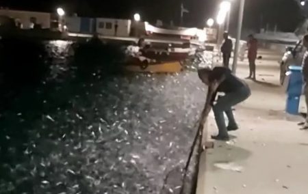 Κουφονήσια: Κοπάδια από σαρδέλες «πλημμύρισαν» το λιμάνι – Δείτε βίντεο
