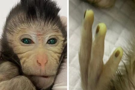 Φτιάχτηκε η πρώτη ζωντανή χίμαιρα: Μαϊμού με μάτια και χέρια που φωσφορίζουν