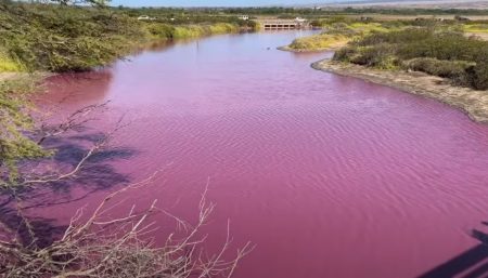 Χαβάη: Γιατί έγινε ροζ λίμνη στο Μάουι