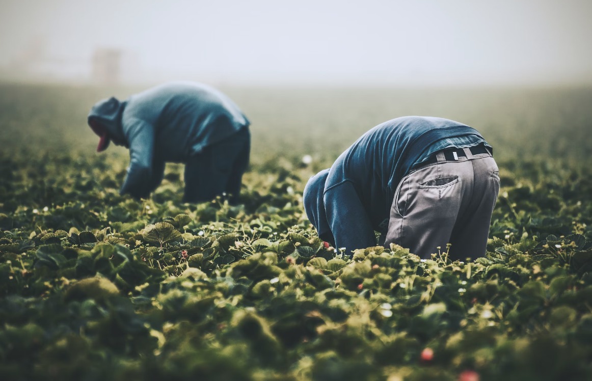 «Νάρκη» στην ελληνική γεωργία η έλλειψη 70.000 εργατών γης