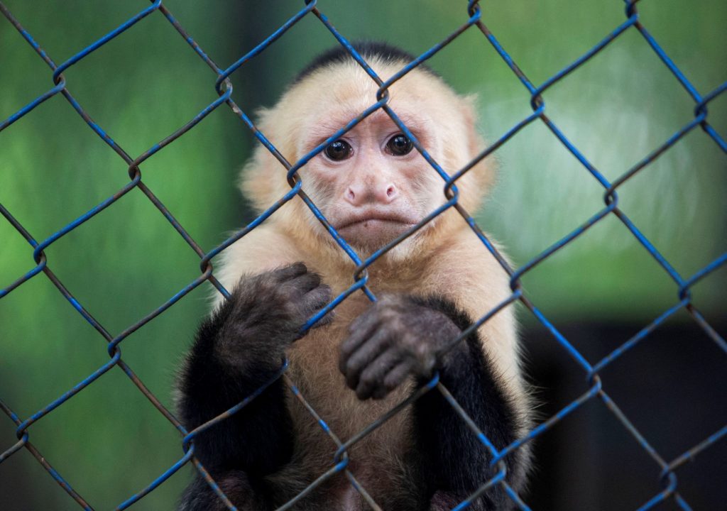 Ινδία: 10χρονο αγόρι σκοτώθηκε με σοκαριστικό τρόπο από πίθηκο
