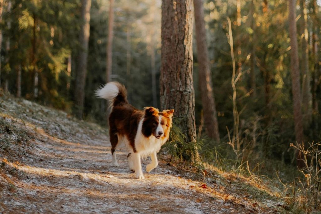 Αράχωβα: Ομερτά για την κακοποίηση του σκύλου