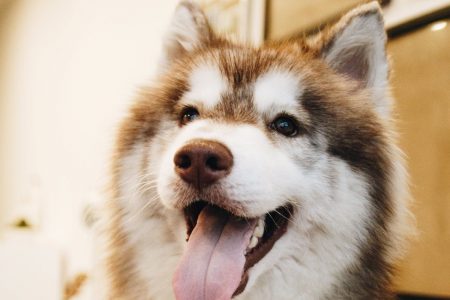 Αράχωβα: Θα γίνει εκταφή στον σκύλο που κακοποιήθηκε – Το πόρισμα των κτηνιάτρων