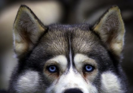 Αράχωβα: Ανατροπή στην υπόθεση με το νεκρό χάσκι; Η διχογνωμία των κτηνιάτρων