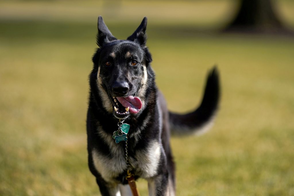 Θεσσαλονίκη: Στον Εισαγγελέα ο ιδιοκτήτης των σκυλιών που σκότωσαν την 50χρονη