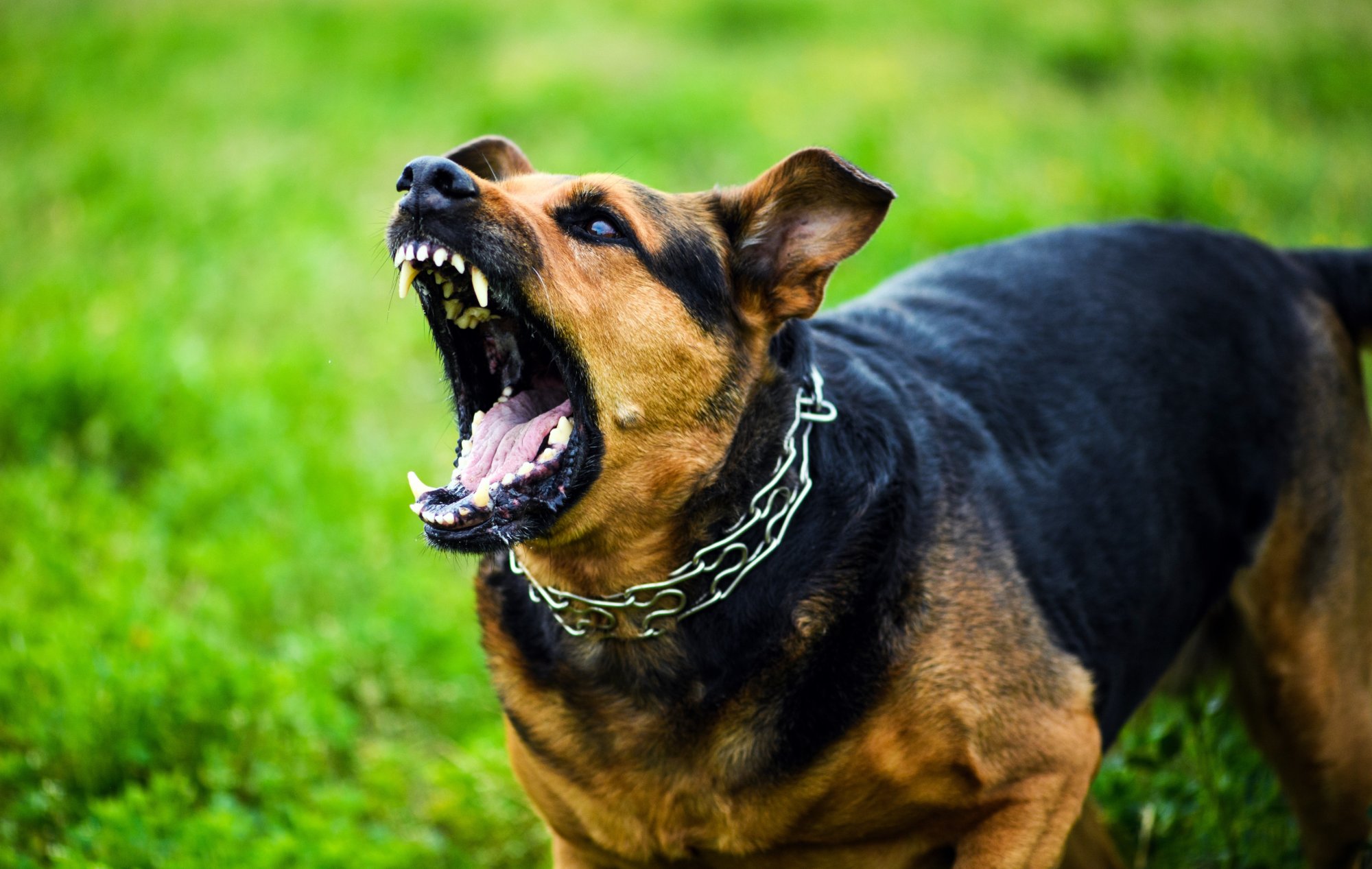 Θεσσαλονίκη: Έχασε τη ζωή της από επίθεση τριών σκύλων