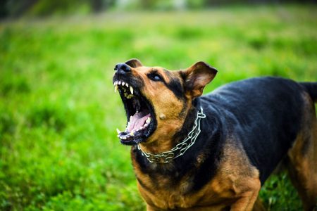 Μεσσηνία: Επίθεση σκύλου σε 6χρονη