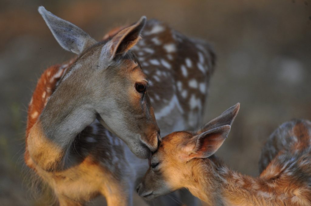 Το «ανθρώπινο προνόμιο»