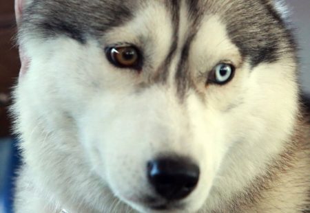 Αράχωβα: Εισαγγελική παρέμβαση για την αγέλη σκύλων