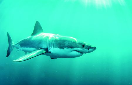 Αυστραλία: Καρχαρίας ακρωτηρίασε 20χρονο κολυμβητή – βίντεο