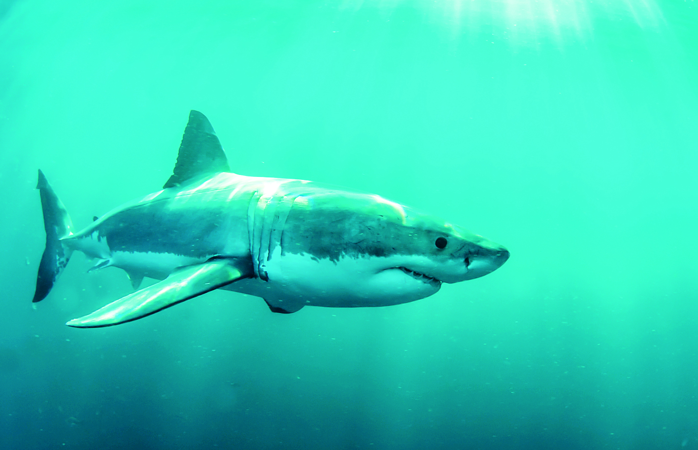 Αυστραλία: Καρχαρίας ακρωτηρίασε 20χρονο κολυμβητή – βίντεο