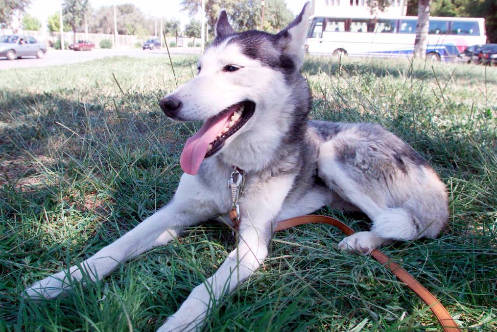 Αράχωβα: Νέες αποκαλύψεις για τον Ολιβερ – «Υπάρχουν φωτογραφίες που δείχνουν το σκυλί με άνθρωπο δίπλα – δίπλα»