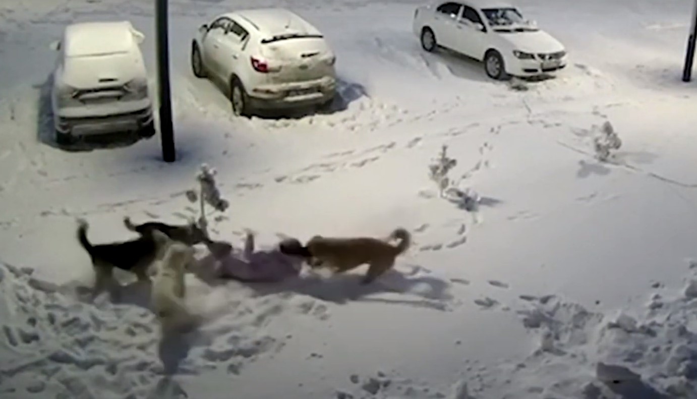 Ρωσία: Σοκάρει η στιγμή της επίθεσης αγέλης σκύλων σε 9χρονη – Τι την έσωσε