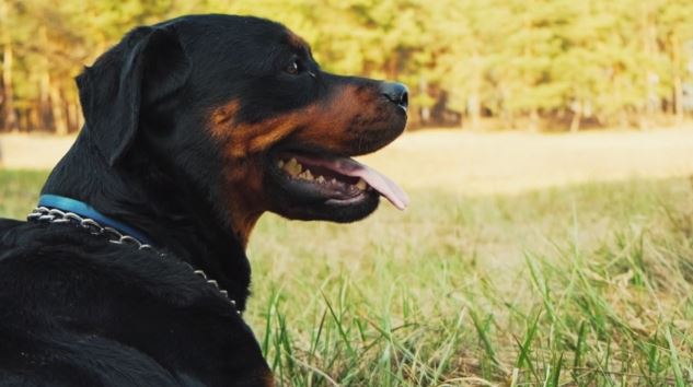 Δυτική Ελλάδα: Κατηγορείται ότι πυροβόλησε και σκότωσε τα τρία σκυλιά του