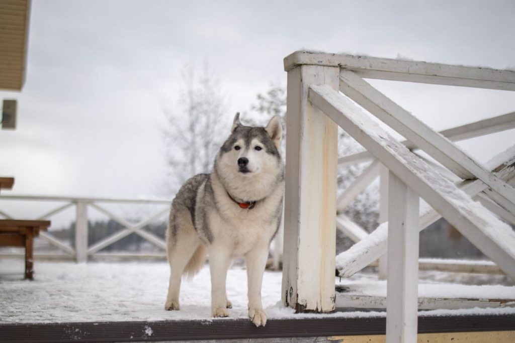 Αράχωβα: Πληροφορίες ότι ταυτοποιήθηκε ο άνθρωπος που κακοποίησε τον Όλιβερ