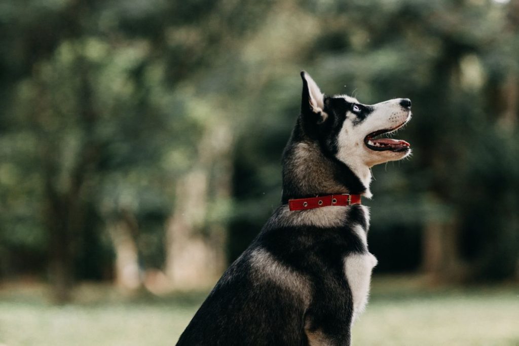 Αράχωβα: Καθυστερεί η πραγματογνωμοσύνη – Οργιάζουν οι φήμες για τον δράστη