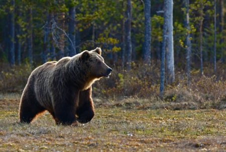 Νωρίς σε χειμέρια νάρκη οι αρκούδες του Αρκτούρου – Τι συνέβη