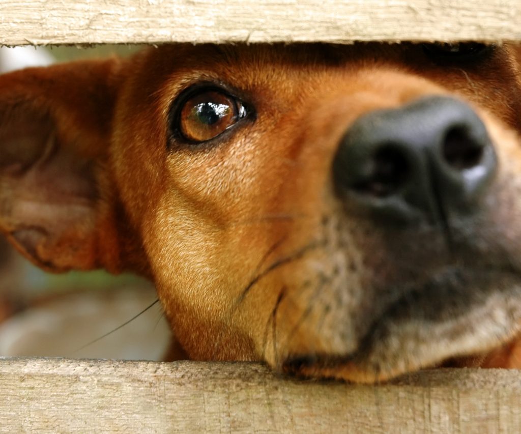 Καματερό: Νέα επίθεση σκύλου σε 9χρονο αγόρι – Κυκλοφορούσε χωρίς λουρί