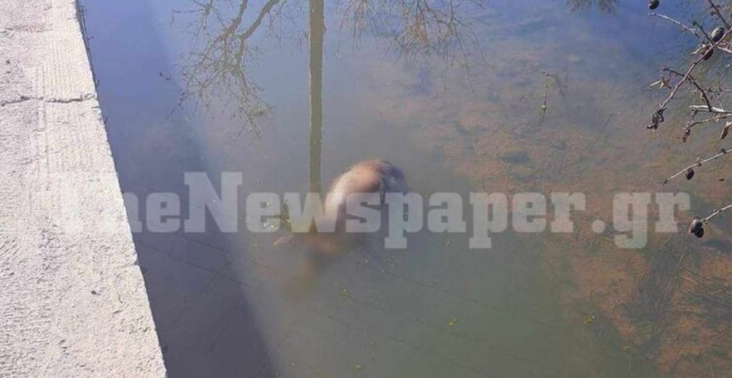 Λίμνη Κάρλα: Αποκαρδιωτικές εικόνες από την υποχώρηση των νερών