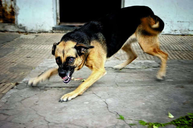 Πόσο επιθετικός μπορεί να γίνει ένας σκύλος εξαιτίας του ανθρώπου
