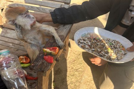 Γάζα: Άνθρωποι και ζώα λιμοκτονούν – Οι ζωολογικοί κήποι φιλοξενούν τους εκτοπισμένους