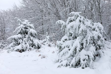 Καναδάς: Ιστορικές χιονοπτώσεις, χρειάστηκε η συμβολή του στρατού