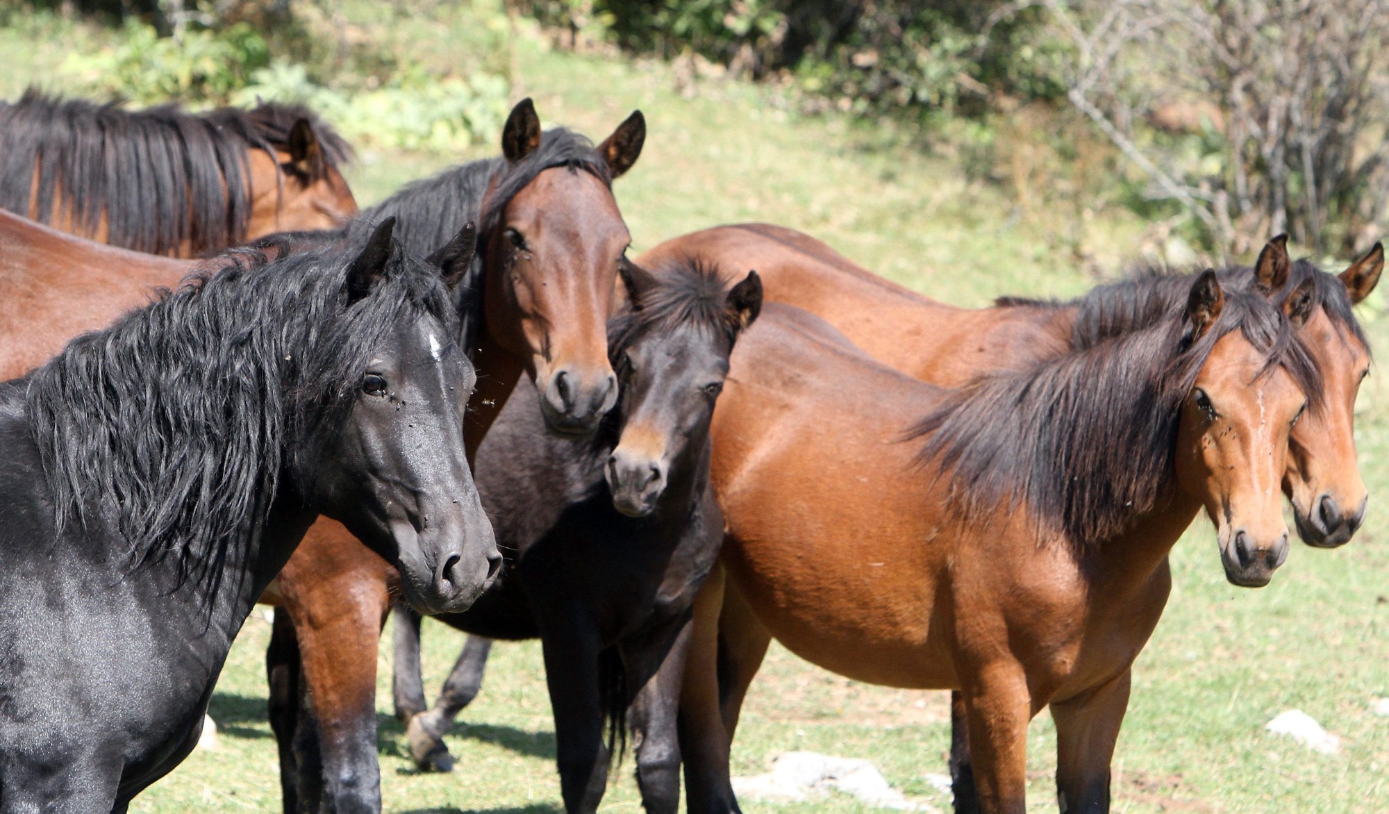 Γρεβενά: Συνεχίζονται οι έρευνες για τους δράστες της κτηνωδίας με τα άλογα