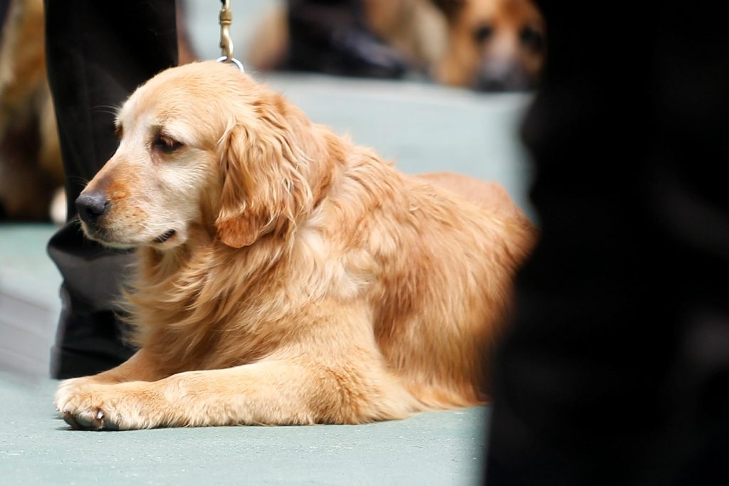 Θανάτωση ζώων: Ο Άρειος Πάγος απέρριψε ισχυρισμούς καταδικασμένου για δηλητηρίαση ζώων
