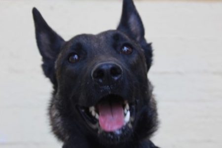 Μεσολόγγι: Ο σκύλος που εντόπισε τη σορό του Μπάμπη έχει λύσει και άλλες υποθέσεις
