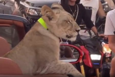 Ταϊλάνδη: Λιοντάρι έκοβε βόλτες στους δρόμους της Πατάγια μέσα σε κάμπριο