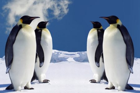 Εντοπίστηκαν νέες αποικίες αυτοκρατορικών πιγκουίνων στην Ανταρκτική