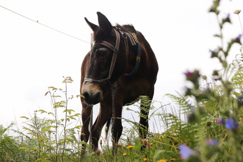Σέριφος: Μουλάρι σφάδαζε για μέρες αβοήθητο