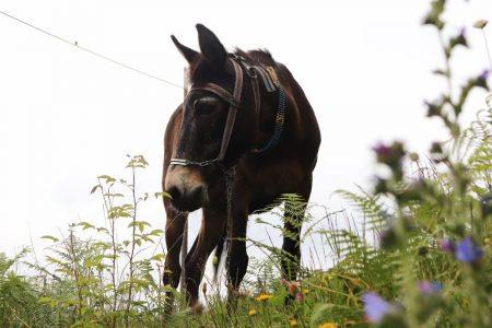 Σέριφος: Μουλάρι σφάδαζε για μέρες αβοήθητο