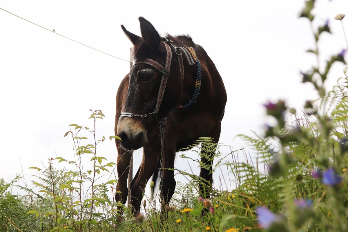 Σέριφος: Μουλάρι σφάδαζε για μέρες αβοήθητο