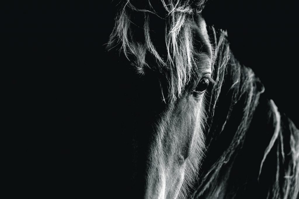 Σκοτώνουν τα άλογα προτού γεράσουν – Το παράνομο εμπόριο κρέατος και η υπόθεση στα Γρεβενά