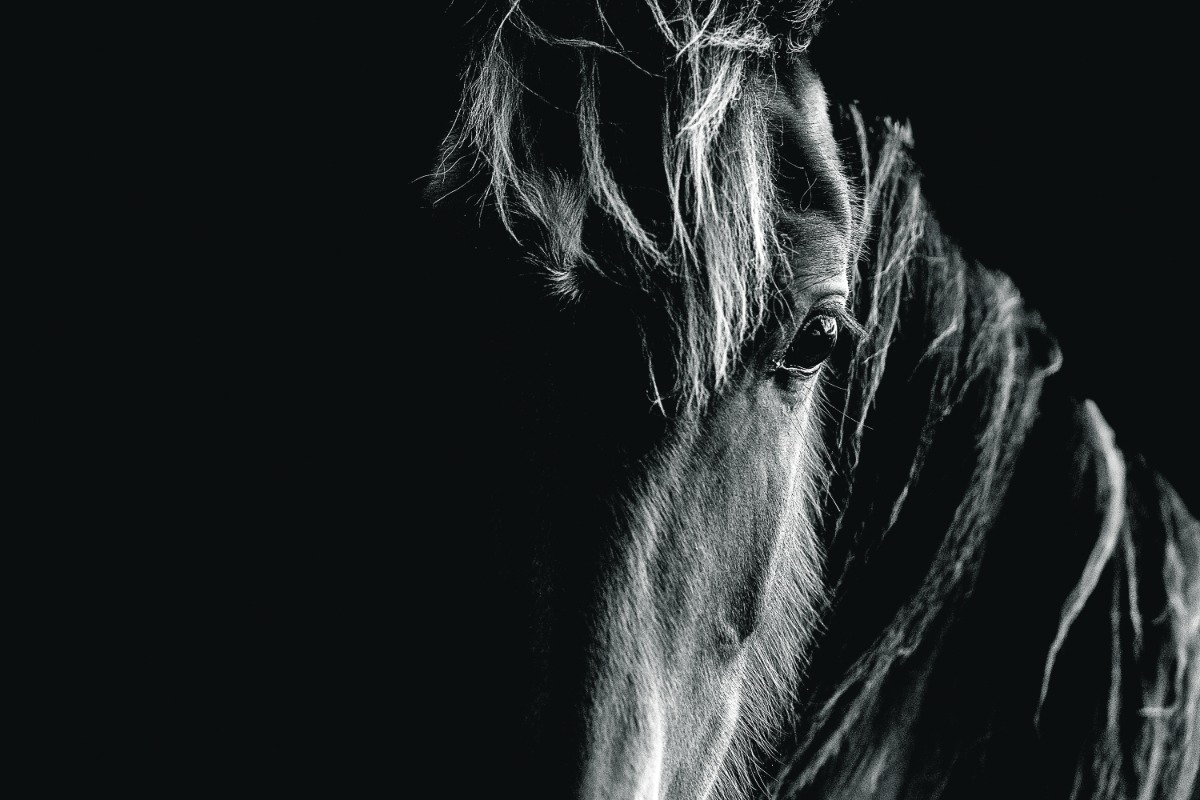 Σκοτώνουν τα άλογα προτού γεράσουν – Το παράνομο εμπόριο κρέατος και η υπόθεση στα Γρεβενά