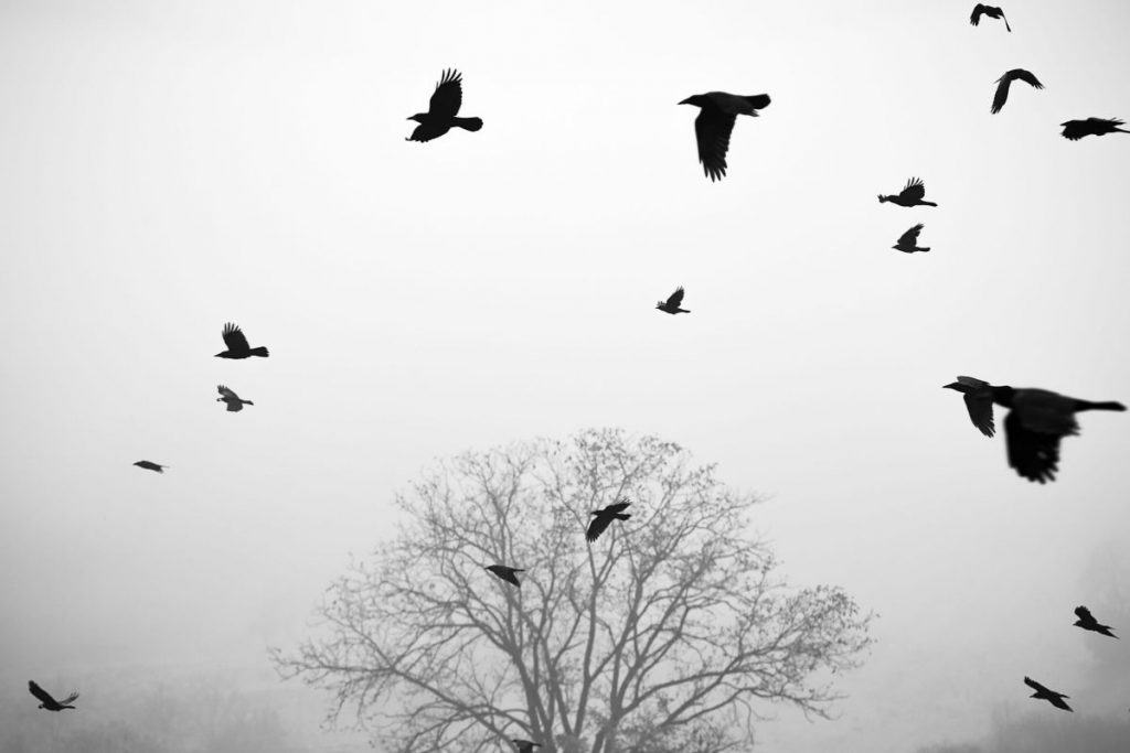 Κοράκια πάνω από τα ληξιαρχεία