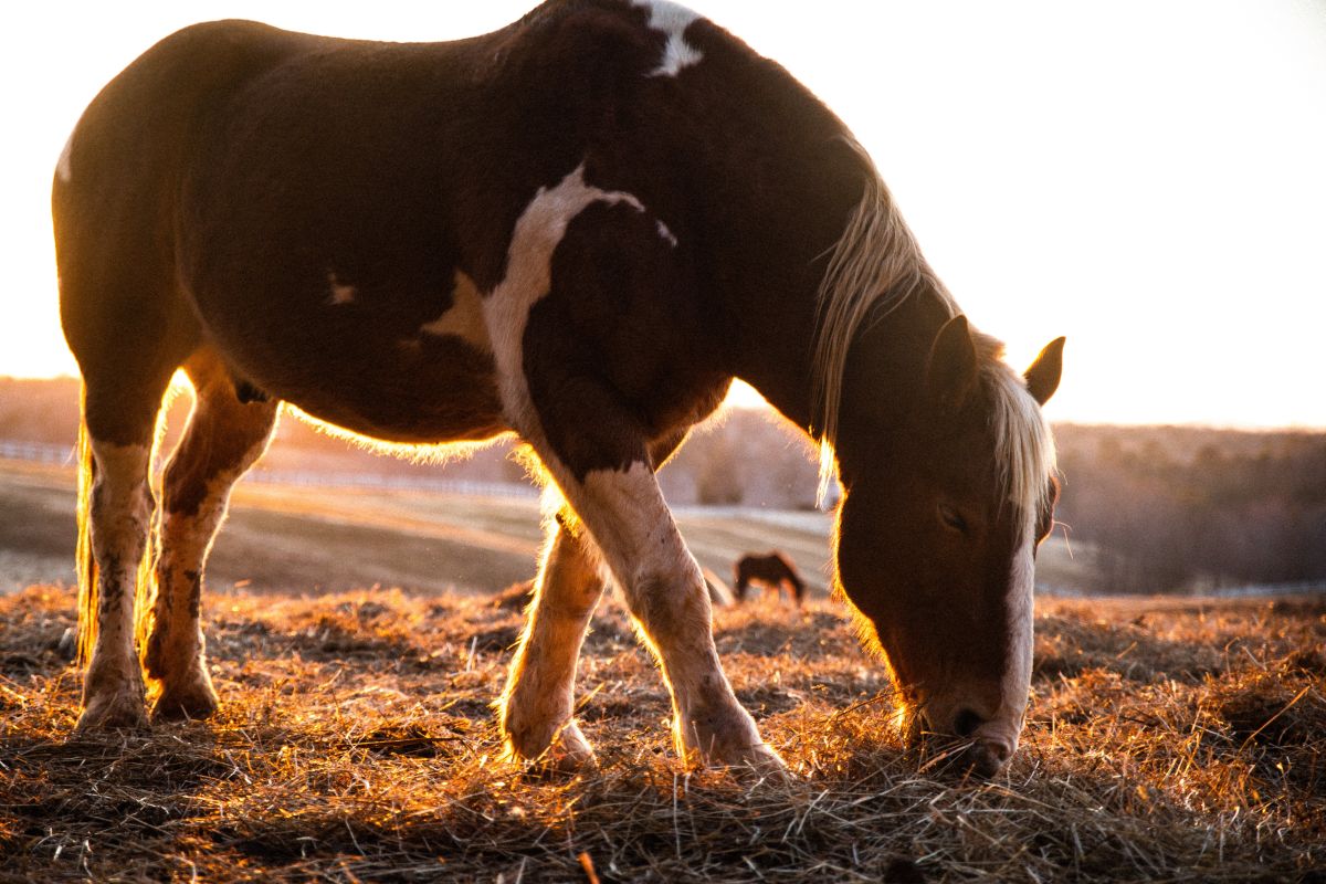 Σέριφος: «Αυτός που τα λέει είναι συκοφάντης» – Ο δήμαρχος για το κακοποιημένο μουλάρι