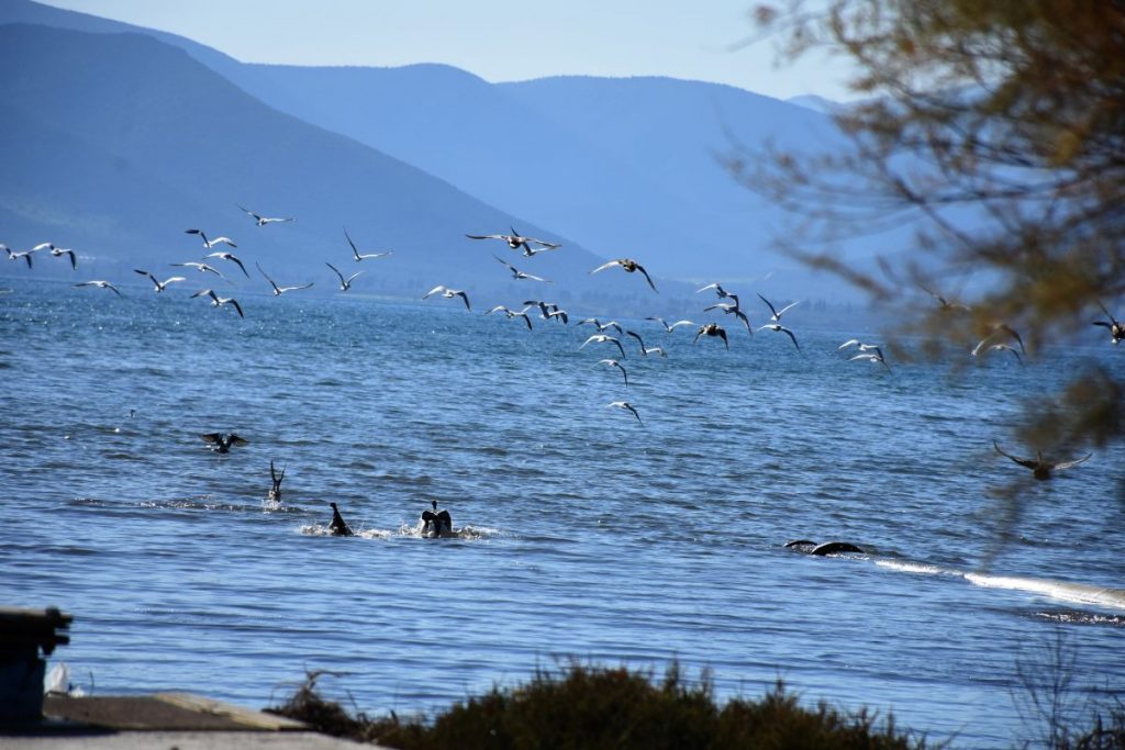 Καιρός: Έρχεται άνοιξη μέσα στον χειμώνα