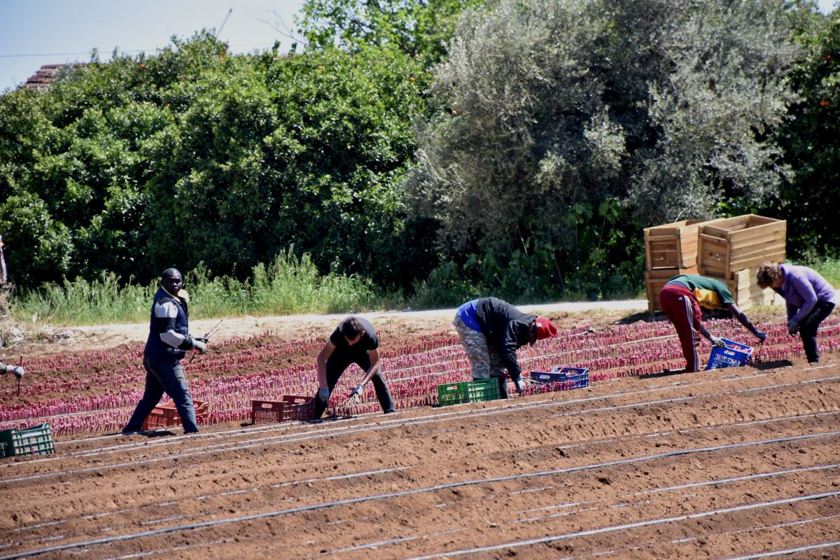 Πώς θα λειτουργήσει το νέο πρόγραμμα για φθηνό ρεύμα στους αγρότες