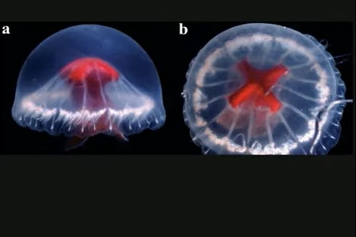 Βρέθηκε ανατριχιαστική μέδουσα με κόκκινο σταυρό στο σώμα