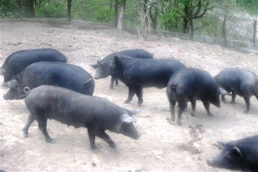 Αφρικανική πανώλη των χοίρων: Συναγερμός για κρούσμα στο Δήμο Βόλβης