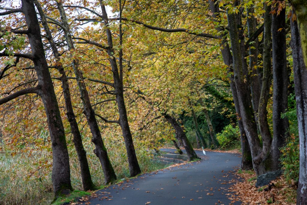 Δάση: Τι αλλάζει στη διαχείριση τους – Ποιοι θα συμμετέχουν – Ολη η ρύθμιση