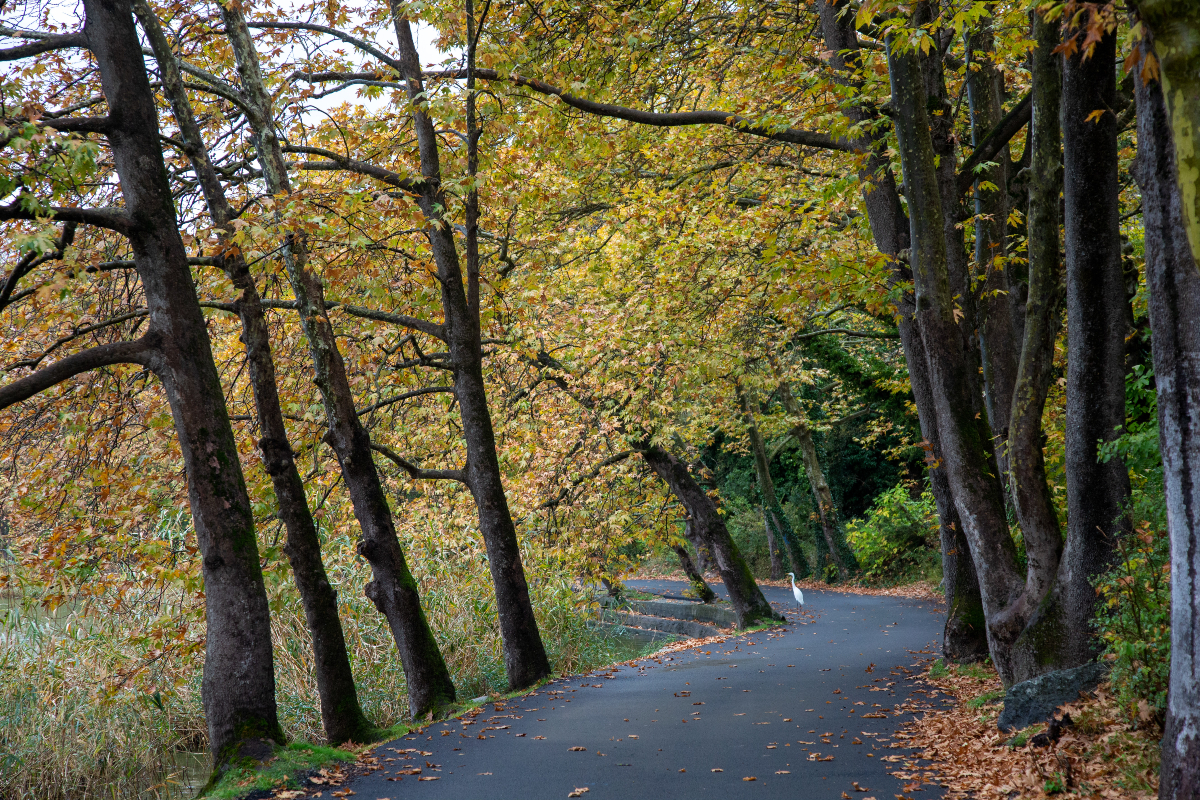 Δάση: Τι αλλάζει στη διαχείριση τους – Ποιοι θα συμμετέχουν – Ολη η ρύθμιση