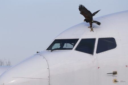 Αλεξανδρούπολη: Σμήνος πουλιών επιτέθηκε σε αεροπλάνο εν ώρα πτήσης