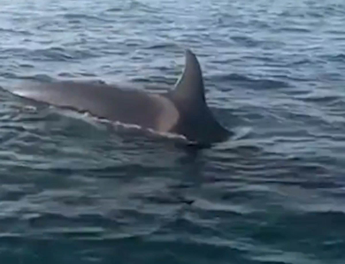 Η στιγμή που φάλαινα όρκα σκοτώνει λευκό καρχαρία – Βίντεο