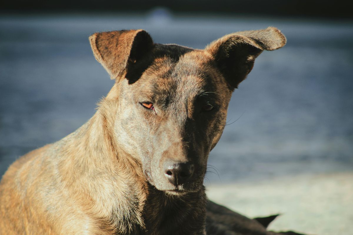 Αλόνησσος: Άγρια επίθεση από σκύλο – Ακρωτηριάστηκε το χείλος του