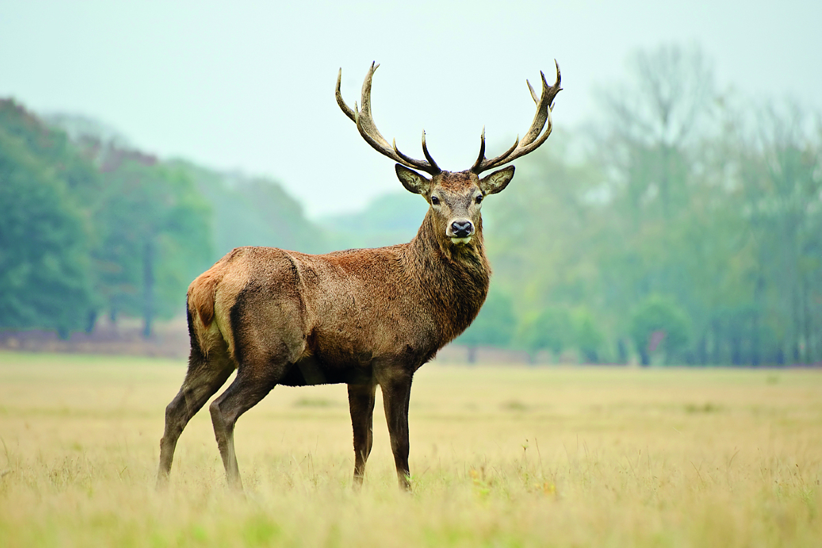 Ρόδος: Προκαταρκτική εξέταση για νεκρά ελάφια σε δημοτικό πάρκο