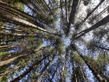 «Ώρα της Γης»: Αφιερωμένη φέτος στα δάση και την προστασία τους