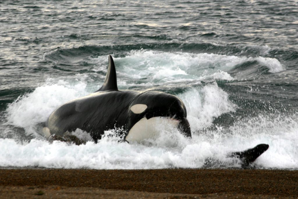 Εμμηνόπαυση: Τι μας διδάσκουν οι όρκες